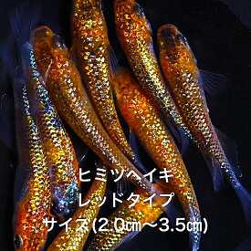 ●※めだか2026年初出荷※●最新世代★新系統★極上個体★レッド系★種親クラス★【ヒミツヘイキレッド：5ペアセット】サイズML(2,0cm～3,0cm)・●●※12:00までの注文で翌日お届け※●●