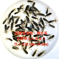 ●新仔※宇野系らんちゅう●超優良血統●黒仔初出荷●極太系★現物出荷★ランダム★当歳魚★【画像の中か…
