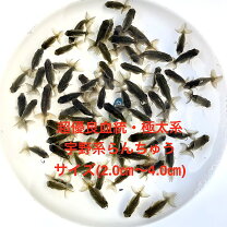 楽天市場】らんちゅう 当歳の通販