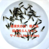 楽天市場】らんちゅう 当歳の通販