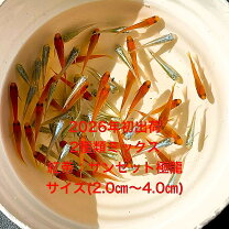 楽天市場】極龍 メダカの通販