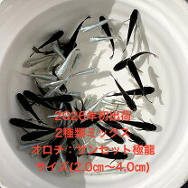楽天市場】極龍 メダカの通販
