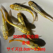 楽天市場】メダカ 金の通販