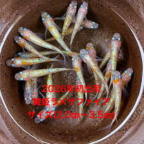 楽天市場】サファイア メダカ（観賞魚｜熱帯魚・アクアリウム 