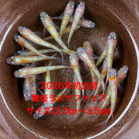 ●※めだか2026年初出荷※●新種●最新世代★極上固体★ピンクサファイア系★種親クラス★【舞姫ラメサファイア：3ペアセット】サイズML(2,0cm～4,0cm)。●●※12:00までの注文で翌日お届け※●●
