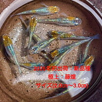 楽天市場】メダカ 煌の通販