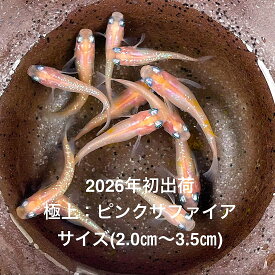 ●※めだか2026年初出荷※●最新世代★極上個体★サファイア系★極上ラメ★【極上：ピンクサファイア：3ペアセット】サイズML(2,0cm〜3,5cm)・●●※12:00までの注文で翌日お届け※●●