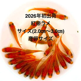 ●※めだか2026年初出荷※●最新世代★極上極赤★レッド系★種親クラス★【紅帝ラメ：3ペアセット】サイズML(2.0cm～3.0cm）●●※12:00までの注文で翌日お届け※●●