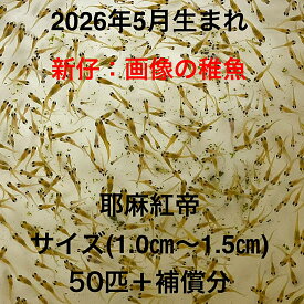 V1●※メダカ稚魚初出荷※●2026年5月生まれ●極上：極赤★画像の稚魚【耶摩紅帝：50匹＋補償分】サイズ(1.0cm～1.5cm）●※ご注文確定後3日前後での発送になります※●