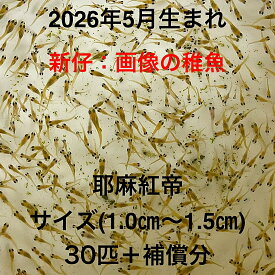 V1●※メダカ稚魚初出荷※●2026年5月生まれ●極上：極赤★画像の稚魚【耶摩紅帝：30匹＋補償分】サイズ(1.0cm～1.5cm）●※ご注文確定後3日前後での発送になります※●