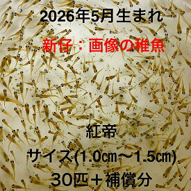 F1●※メダカ稚魚初出荷※●2026年5月生まれ●極上：極赤★画像の稚魚【紅帝：30匹＋補償分】サイズ(1.0cm～1.5cm）●※ご注文確定後3日前後での発送になります※●