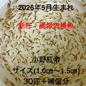 J1●※メダカ稚魚初出荷※●2026年5月生まれ●極上：極赤★画像の稚魚【小野紅帝：30匹＋補償分】サイズ(1.0cm～1.5cm）●※ご注文確定後3日前後での発送になります※●