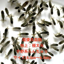 楽天市場】らんちゅう（観賞魚の生態環境淡水）の通販
