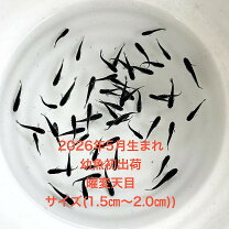 楽天市場】曜変天目 メダカ（熱帯魚・アクアリウム｜ペット・ペット 