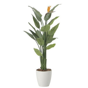 観葉植物 ストレチア インテリア」の人気商品一覧 | 安い商品を通販 