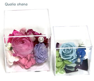 yԂ̃v`Mtg2Zbgz傫ȃvU[uht[̂ԃMtg NX^BOX j  Ԃ o LO sN u[ p[ {  Mtg  v