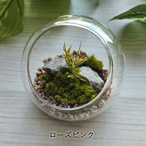 ۃv KXh[ 10cm i eE ͂Ȃ  vU[uh sv sv Y { ~j`A Mtg v[g 