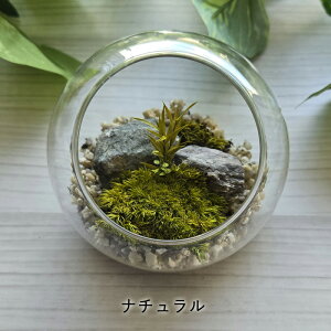 ۃv KXh[ 10cm i eE ͂Ȃ  vU[uh sv sv Y { ~j`A Mtg v[g 