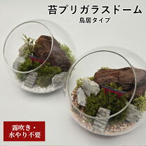 楽天市場】テラリウム ケースの通販