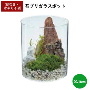 ۃv KX|bg 8.5cm | CeA  sv sv Y { ~j`A Mtg v[g   O[   vU[uh u RP KX |