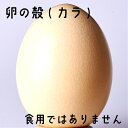 【ダチョウ卵のカラ】世界一大きなダチョウの卵殻　【Aランク】駝鳥 / ダチョウ / ダチョウの卵/ 駝鳥の卵 / 卵 / 大…