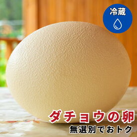 新鮮！大きな大きなダチョウの卵（無選別） 約1~1.8kg前後 送料無料 オーストリッチ 駝鳥 ダチョウ ダチョウの卵 駝鳥の卵 卵 目玉焼き オムレツ プリン ぐりとぐら ケーキ パンケーキ ホットケーキ バーベキュー アウトドア キャンプ イベント 自由研究 夏休み