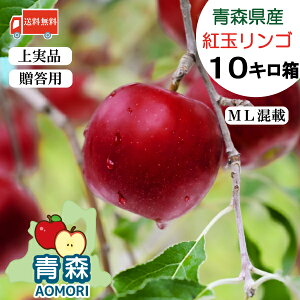 yEiz XY  g yMLTCYځz 10kg i46`50ʁjyXY X 2025NxYz