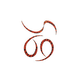 X^[g KN-06 VRlN^CJ[[ #06uE[u | ދ ނ tBbVO