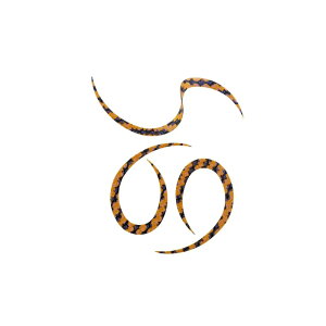 X^[g KN-12 VRlN^CJ[[ #12}W[[u | ދ ނ tBbVO