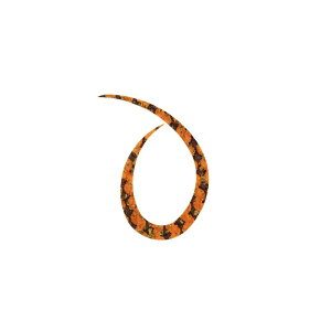 X^[g VRlN^C J[[ #34 V}ԃ[u | ދ ނ tBbVO