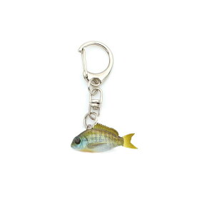 gWbN }CN`R L[`F[ #05 BLUE GILL / ދ ނ tBbVO