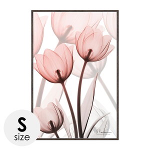 x-ray A[gt[ LoXA[g  A[gpl _  Ǌ|  CeA A[g G t[t X RAY LoXA[g X^[ `[bv STCY