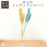 ドライフラワー 花材 即日出荷 インディアンコーン 花材 素材 材料 パーツ ソルゴ イエロー ブルー 水色 …