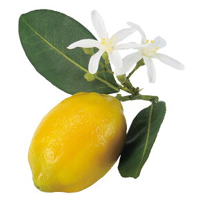 yP10{ }\z tFCNt[c Ƃ悹i  CeA C~e[V ԍ Ԏ f ޗ p[c    i` t  H ~ i AXJ ASCA AX