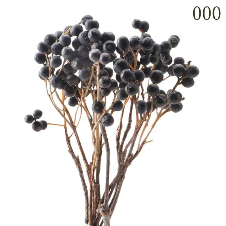 楽天市場 ドライフラワー 花材 とりよせ品 大地農園 シャリンバイ N木の実 フルーツ 果実 ナッツ ドライ 自然素材 ドライフラワー ナチュラル ドライフラワー インテリア インテリアフラワー プリ プリザ 封入 造花ドライフラワー専門問屋花びし