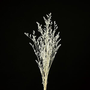 yP10{ 12/31܂ŁIz hCt[ ԍ Ƃ悹i JXsA N[zCg 摜N[ł  XbO  ԍ p[c ޗ ԑ u[P DIY AXJ ASCA AXJ