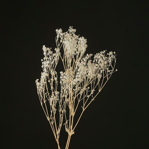 yP10{ 12/31܂ŁIz hCt[ ԍ Ƃ悹i JX~\E N[zCg   JX~ ݑ JX~ hCt[ XbO u[P ԑ [X  AXJ ASCA AXJ