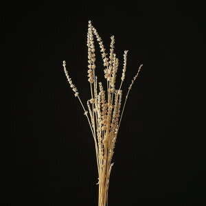 yP10{ 12/31܂ŁIz hCt[ ԍ Ƃ悹i x_[ N[zCg  XbO  ԍ p[c ޗ ԑ u[P  fBXvC i` AXJ ASCA AXJ