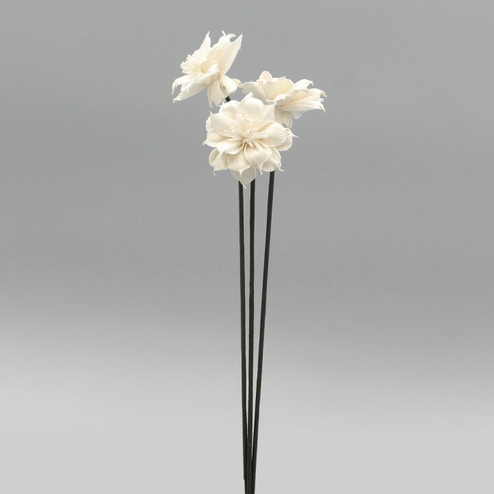 楽天市場 ハンドメイドフラワー 花材 11 21 22出荷予定 大地農園 40 Off 特価 ソーラークレマチス 小 在庫限り 白ドライフラワー 白 ホワイト ソーラー ソーラーフラワー ソラフラワー 花材 材料 リース ブーケ 手作り スワッグ 造花ドライフラワー専門