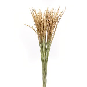 ドライフラワー 花材 即日出荷 イナホ ゴールド/ナチュラル 稲穂 イナホ ゴールド 正月 花材 素材 材料 パーツ 正月飾り 迎春飾り 和モダン 注連縄 しめ縄 スワッグ 大地農園