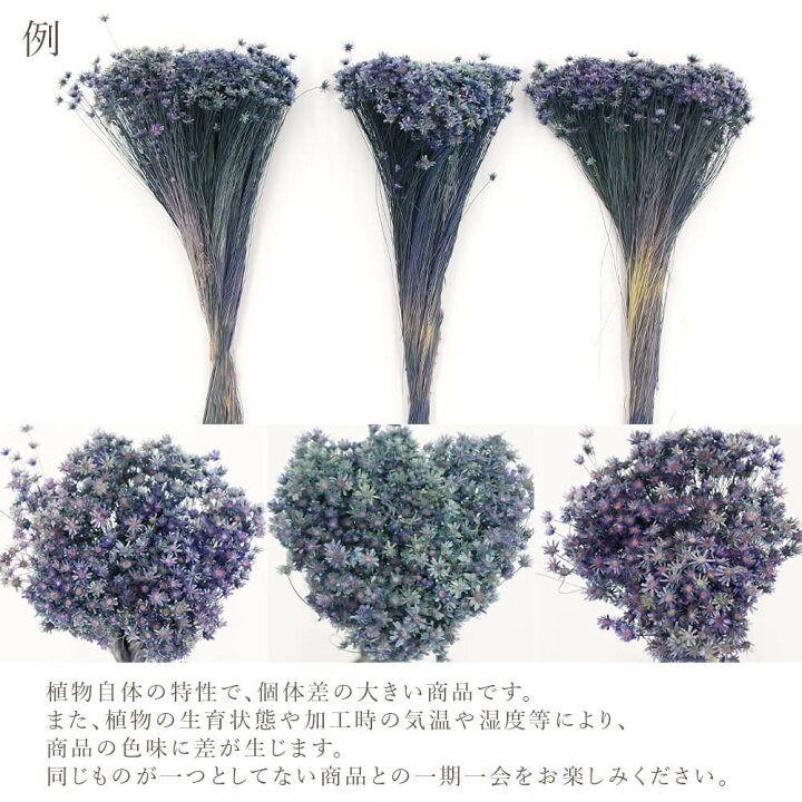 楽天市場】ドライフラワー 花材 即日出荷 スターフラワー・ミニ 