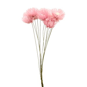 yP10{ z hCt[ ԍ o Vo[fCW[EC[ CgsN XbO u[P Ct[ԑ hCt[XbO [X AW ԍ f  f