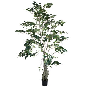 P10{ 10/14 20灚 tFCNO[ ϗtA Ƃ悹i NVbNtBJX150cm ϗtA 1.5m  t@CJX lHϗt CeA CeAt[ tFCNt[ t r
