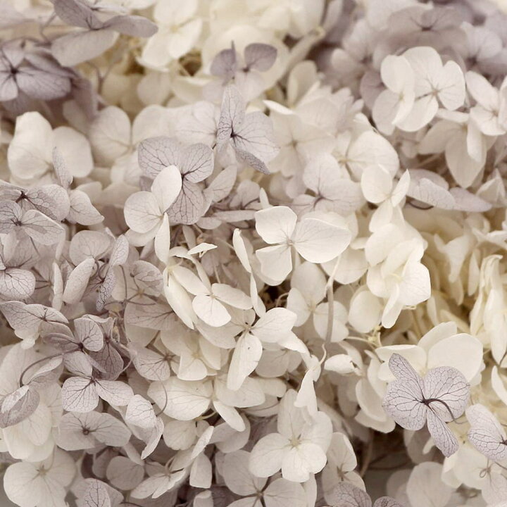楽天市場 プリザーブドフラワー 花材 即日出荷 大地農園 ソフトアナベル スフレ ホワイトグレードライフラワー 花材 素材 材料 パーツ グレイ レジン アジサイ あじさい 紫陽花 くすみカラー ニュアンスカラー スワッグ ブーケ ドライフラワー 花 造花ドライ 楽天市場 プリザーブドフラワー 花材 即日出荷 大地農園 ソフトアナベル スフレ ホワイトグレードライフラワー 花材 素材 材料 パーツ グレイ レジン アジサイ あじさい 紫陽花 くすみカラー ニュアンスカラー スワッグ ブーケ ドライフラワー 花 造花ドライ