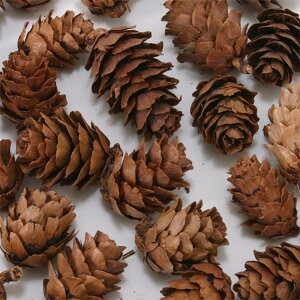 hCt[ ԍ o JR[wbh 60g i` ؂̎ t[c ʎ ibc hC Rf hCt[ i`hCt[ CeA 