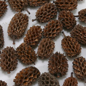 hCt[ ԍ o JXiR[ (70g) i` ؂̎ t[c ʎ ibc hC Rf hCt[ i`hCt[ CeA v