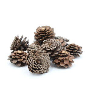 yP10{ 12/31܂ŁIz hCt[ ԍ o }cJTEI[vwbh i` ԍ f ޗ p[c } ڂ J 킢 XbO [X  RAg[fB