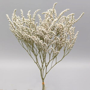 yP10{ z hCt[ ԍ o ^^J i` ԍ f ޗ p[c XbO u[P  `̉ ԑ [X AW AWg i` Rf  