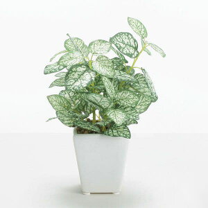 tFCNO[ ϗtA Ƃ悹i yy~A|bg ϗtA ϗt tFCNO[ [t  썑 CeA  lHϗt  CeAt[