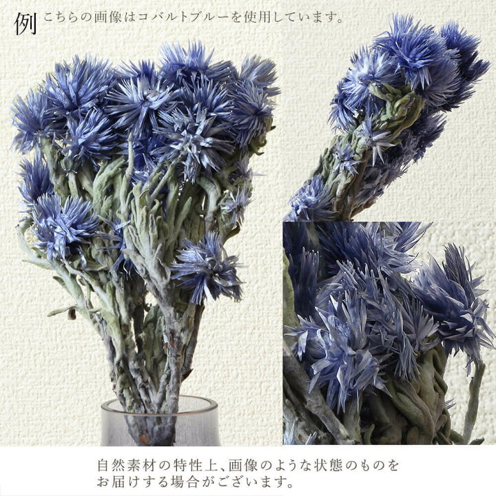 楽天市場】ドライフラワー 花材 即日出荷 ミニシルバーデージー 
